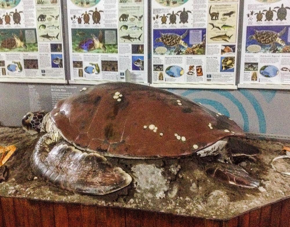 Sæson for skildpadder i Costa Rica; Ingen kameraer tilladt under redebygningen, model af en grøn havskildpadde