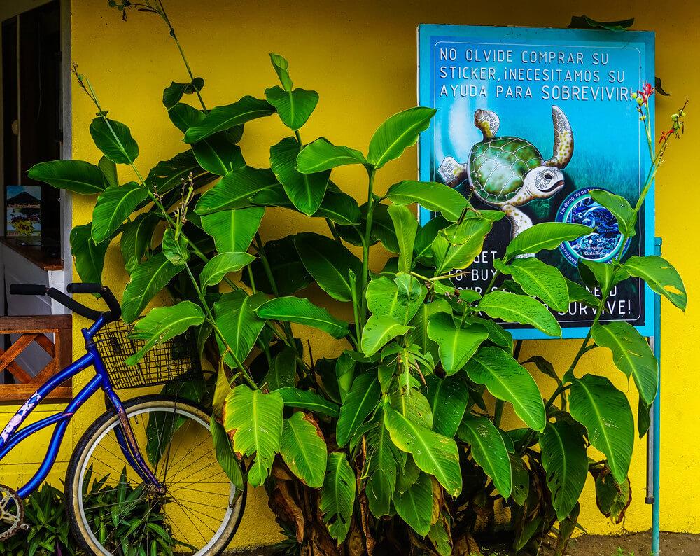 Schildkröten-Saison in Costa Rica; ein blaues Plakat, das daran erinnert, einen Aufkleber zu kaufen, um den Schildkröten beim Überleben zu helfen, eine gelbe Wand mit einer grünen Pflanze und einem blauen Fahrrad, das daran lehnt