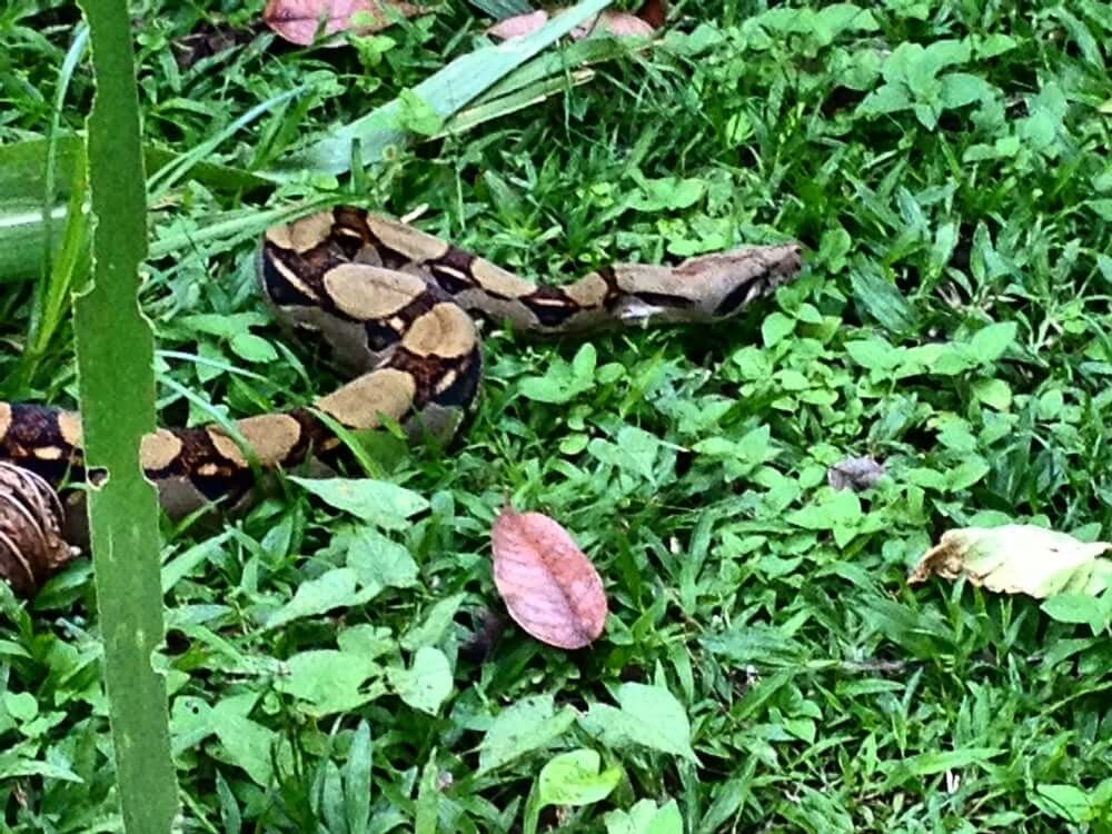 boa constrictor in Costa Rica 