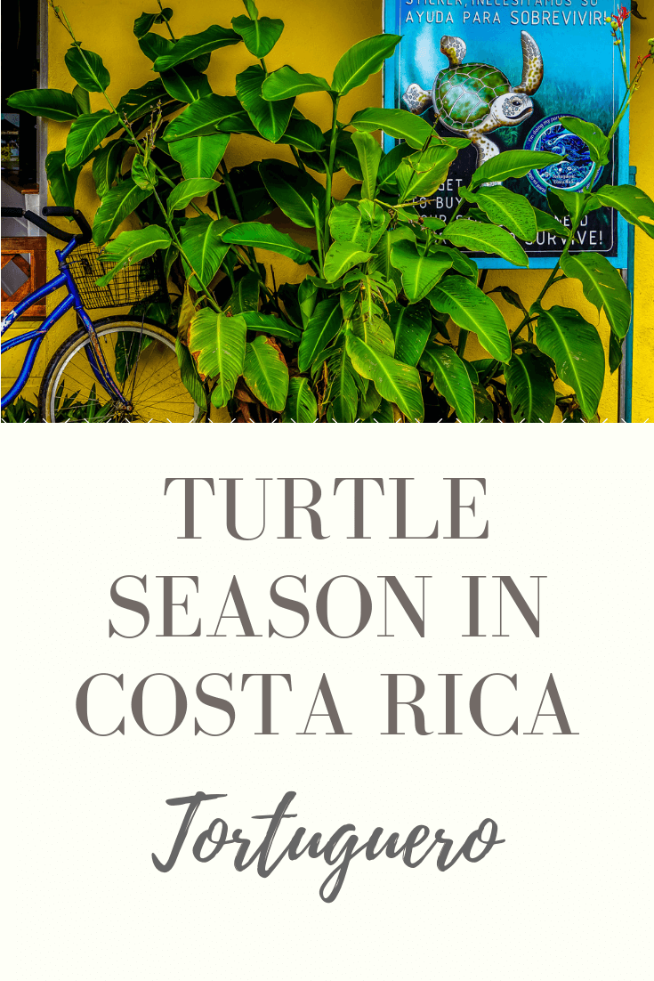 turtle poster in Tortuguero - see sea turtles