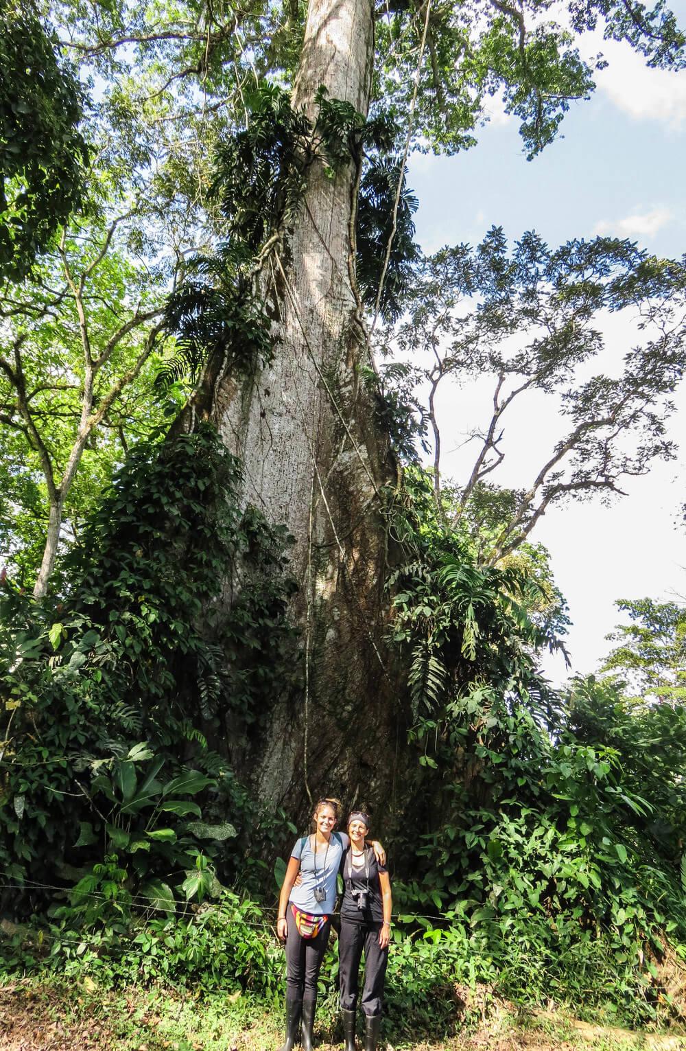 The 500 year old tree at Los Guatuzos