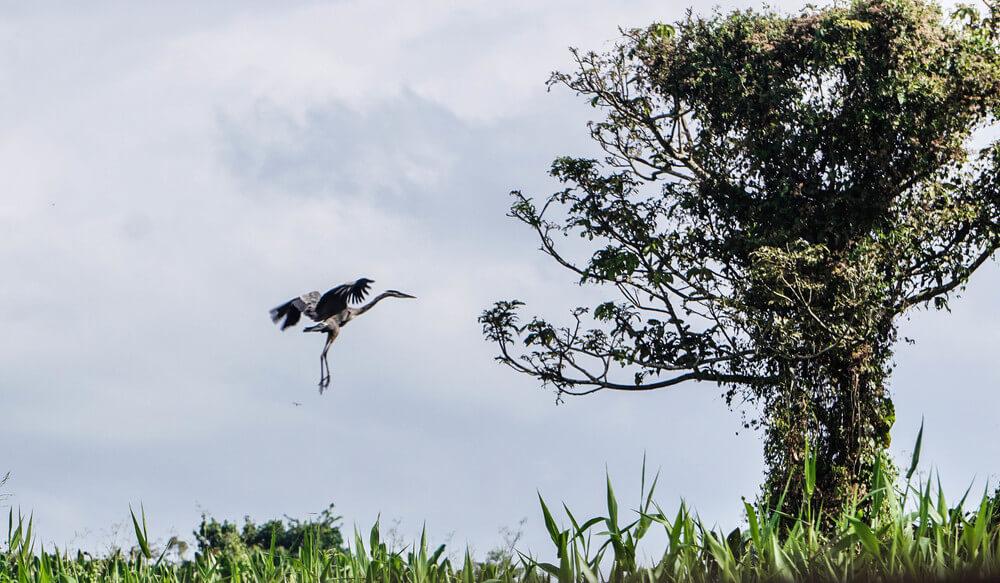Los Guatuzos: A Wildlife Refuge in Nicaragua: Great Blue Heron