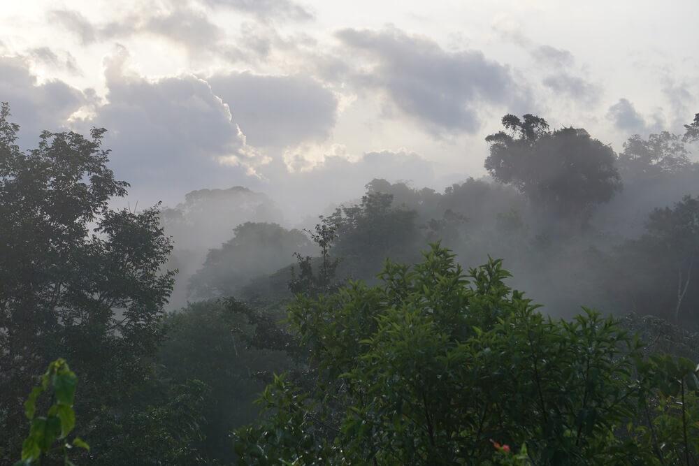 Nicaragua: Travel to the Rainforest: misty morning jungle