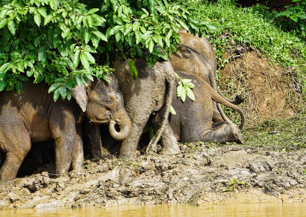 elephants in Borneo
