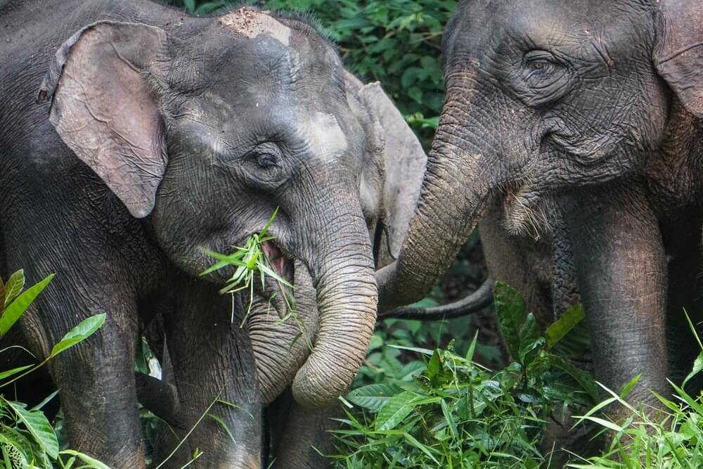 pygmy elephants in Borneo