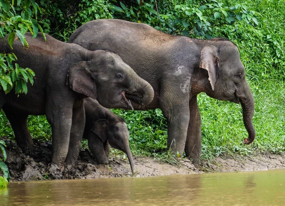 pygmy elephants in Borneo