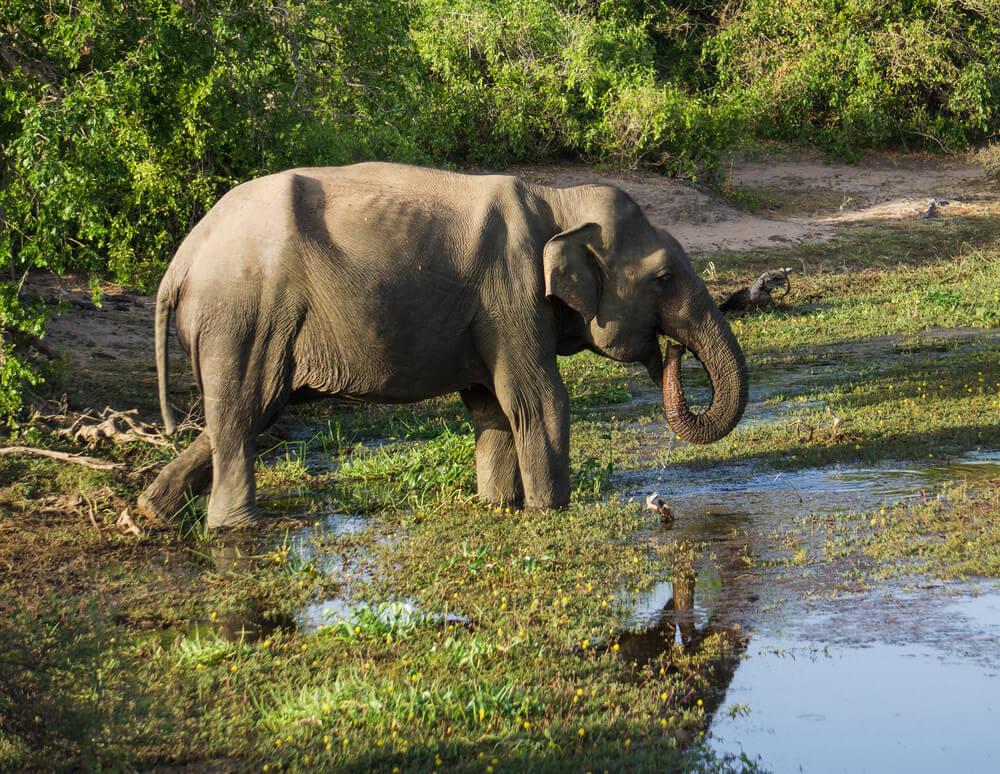 Safaris in Sri Lanka - Bundala National Park