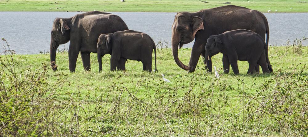 Safaris in Sri Lanka -Minneriya National Park