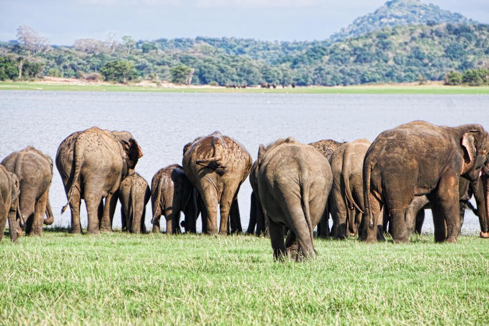 Safaris in Sri Lanka - Minneriya National Park