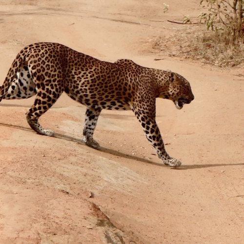 leopard_Yala_SriLanka