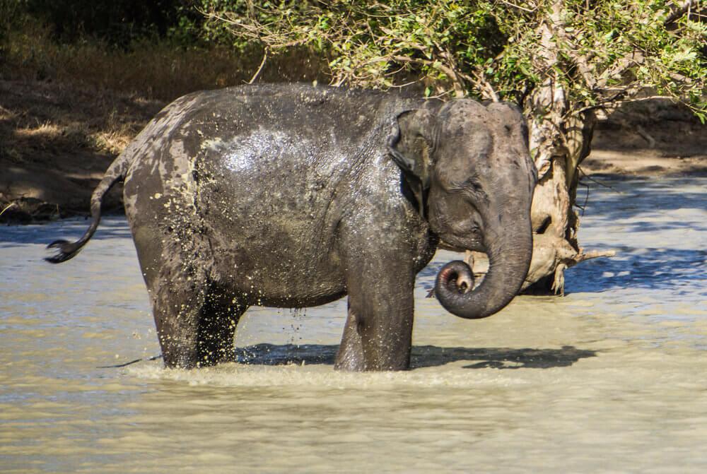 Safaris in Sri Lanka - Uda Walawe National Park