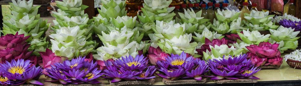  Gorgeous lotus flowers available to purchase