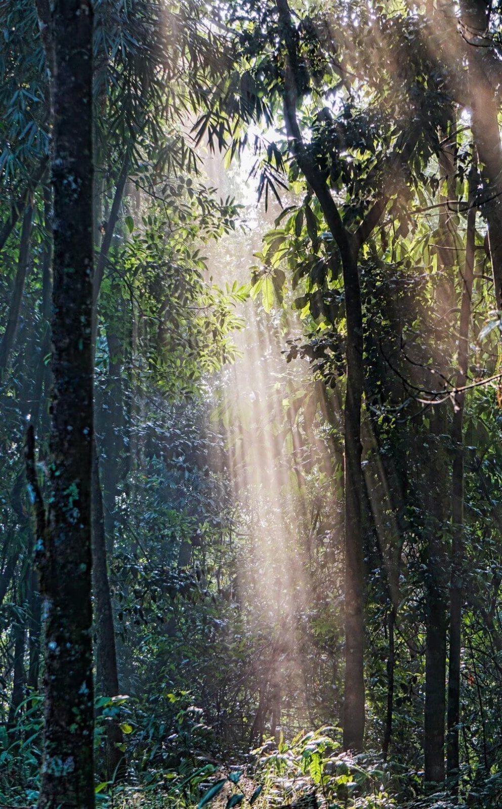 Kaeng Krachan National Park - an age old forest with light streaming in