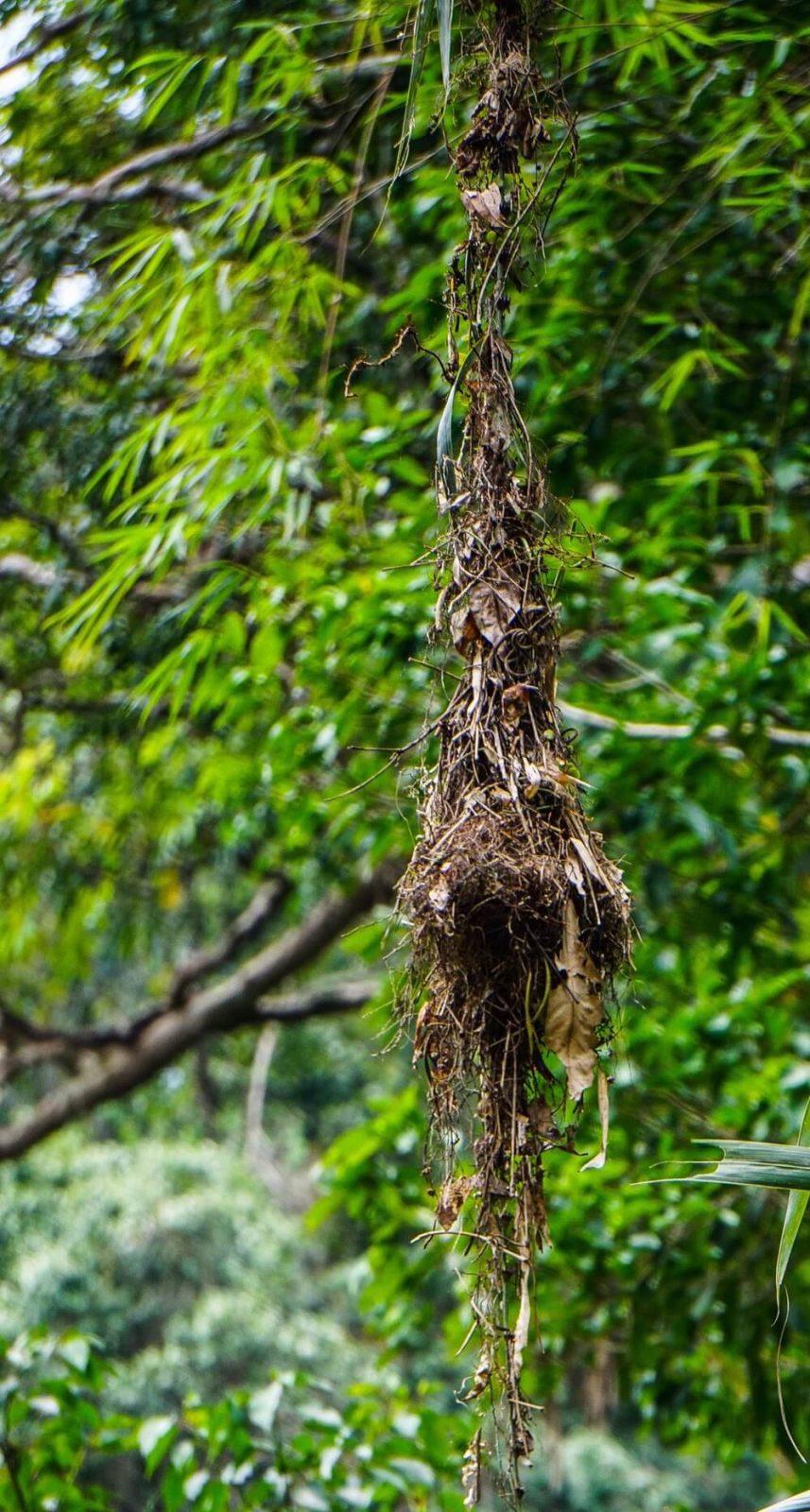 Long-tailed broadbill nest.