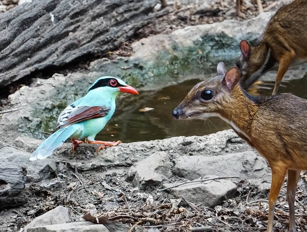 Common green magpie and a mouse deer.