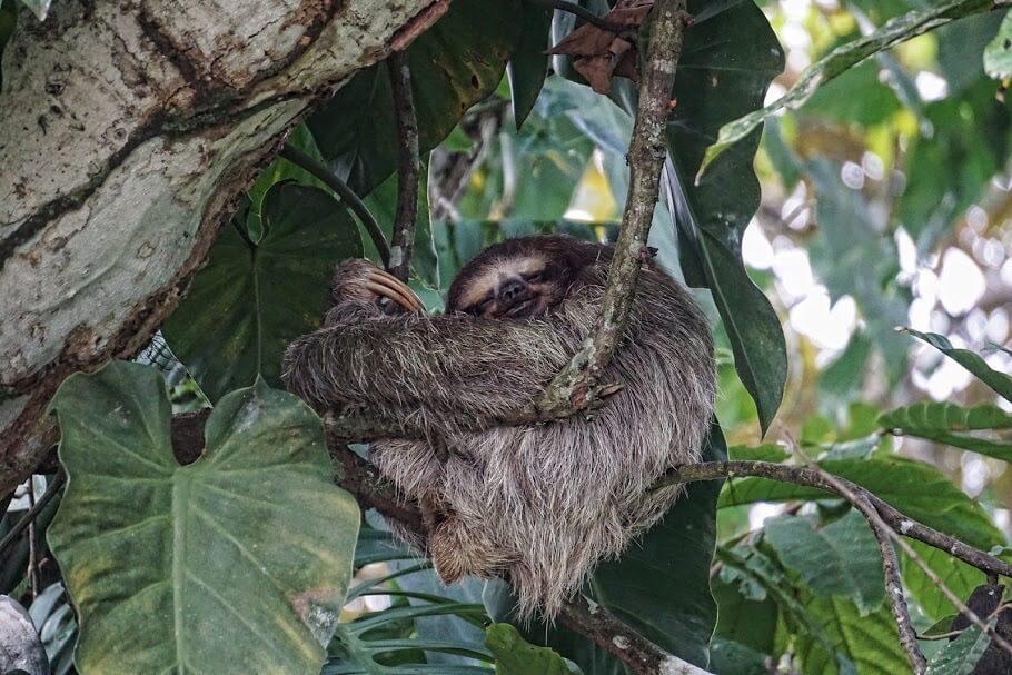 Puerto Viejo Costa Rica: Three toed sloth  in an avocado tree.