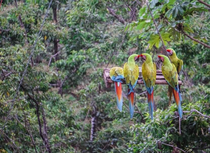 Great green macaws being released back into their natural habitat; the ARA Project