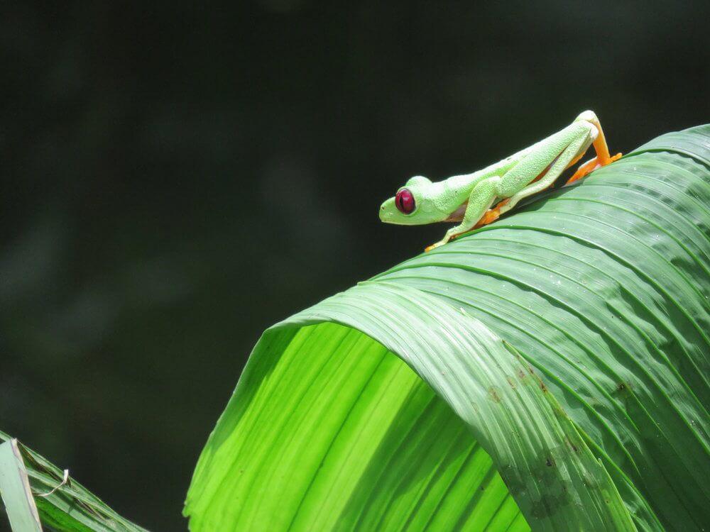 Bright green Red-eyed tree frog on a leaf