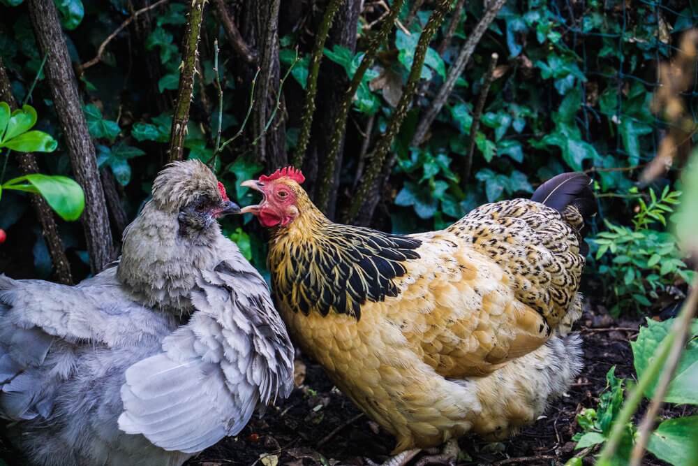 Housesitting hens_how to become a housesitter