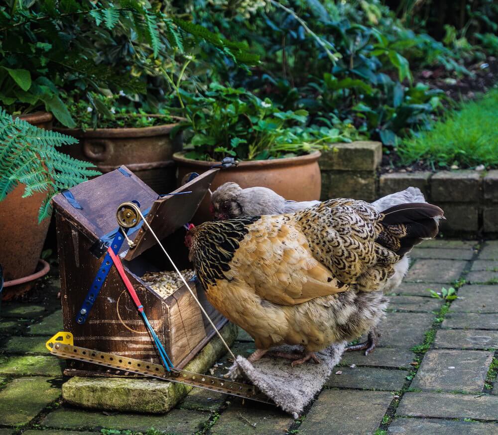 Eating at their feeder, Clever hens_HousesittingTips
