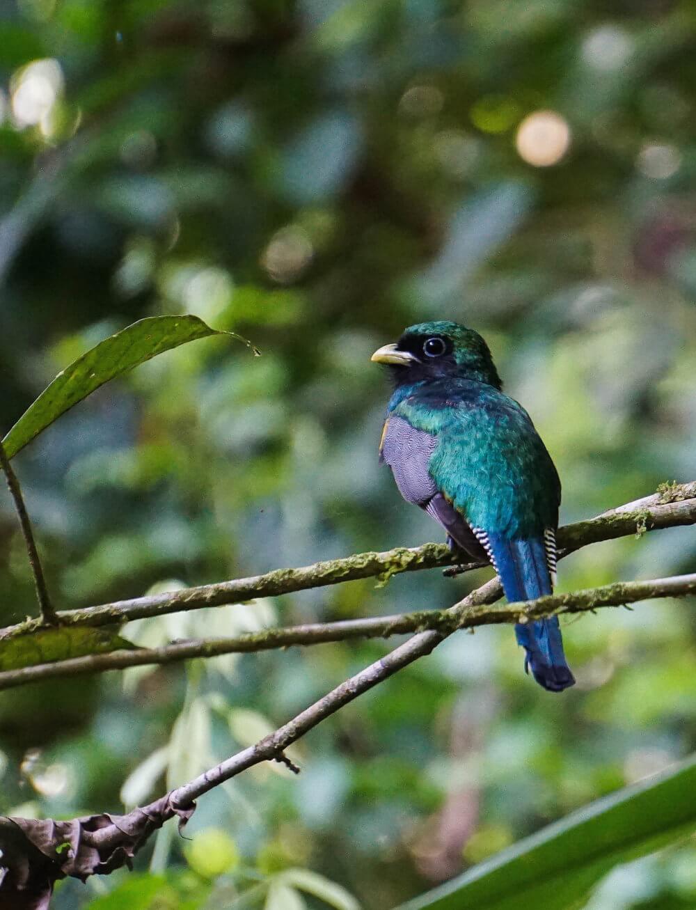 Osa Peninsula Wildlife: Black-throated Trogon_Corcovado National Park