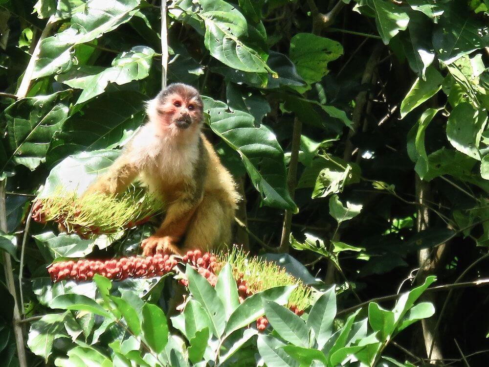 Osa Peninsula Wildlife: Squirrel monkey