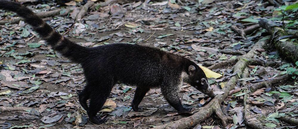  Osa Peninsula Wildlife: A coati - or pizote, as they are called in Costa Rica