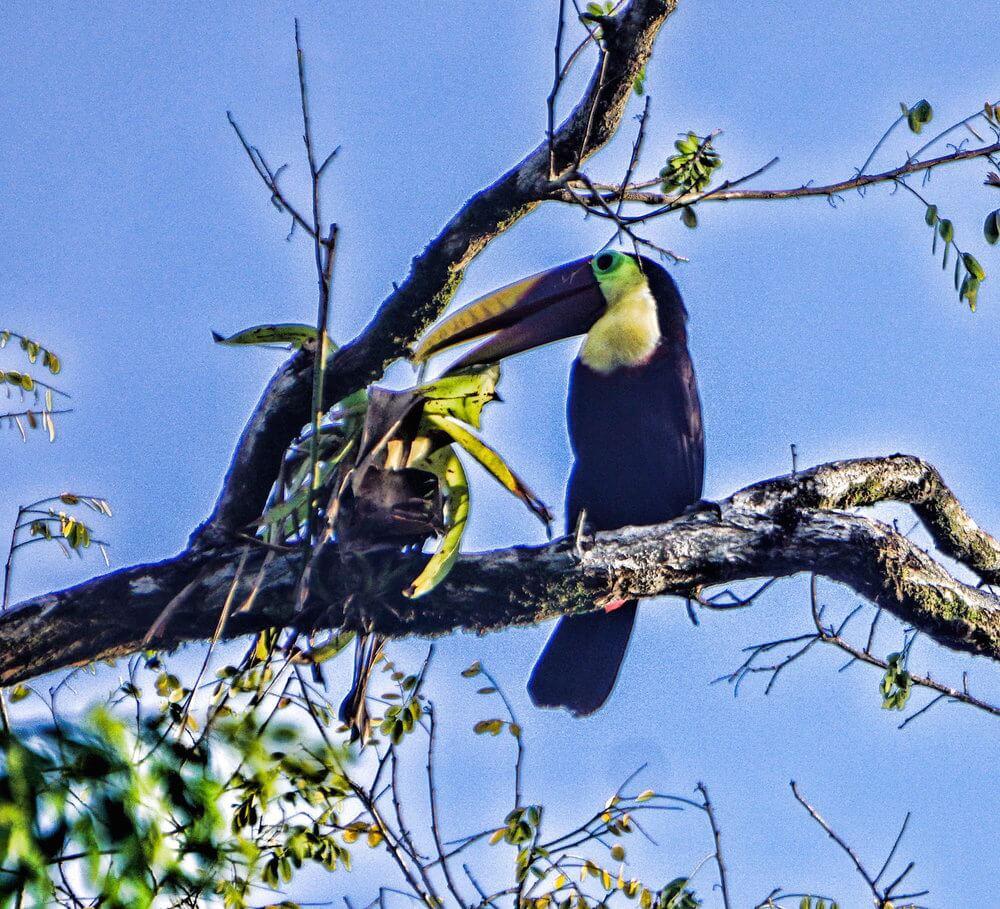 Osa Peninsula Wildlife: Chestnut-mandibled Toucan