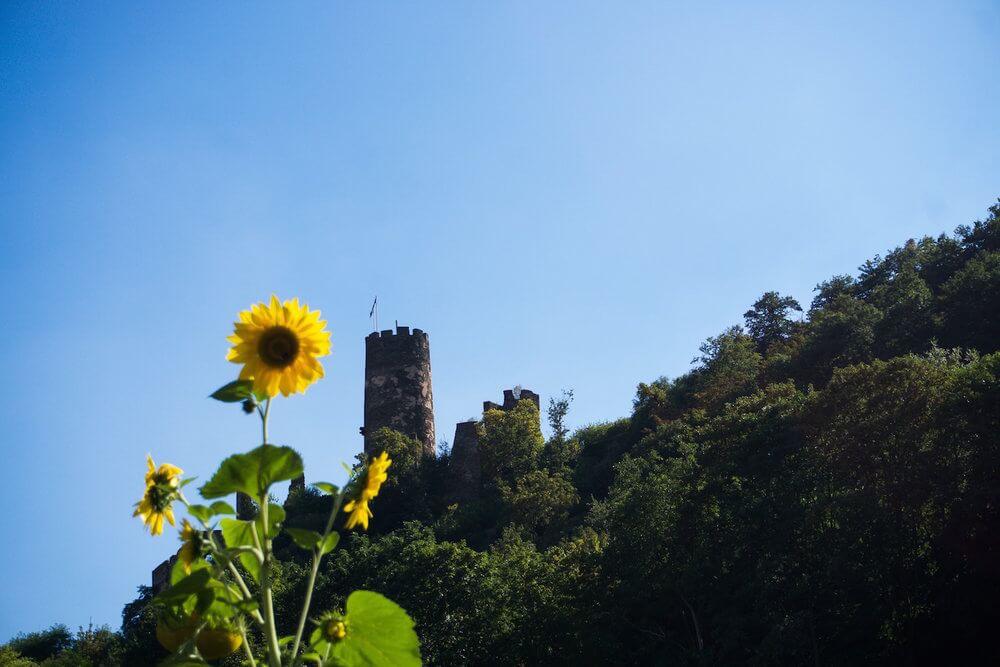 Sunflowers in foreground with castle ruins behind