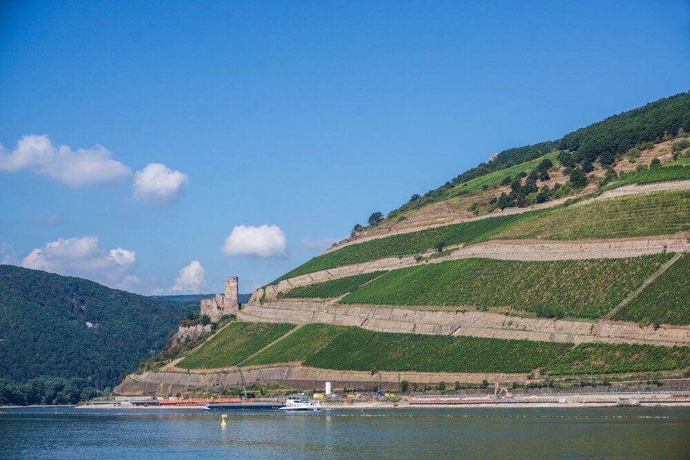 Vineyards and Castle ruins on the Rhein River