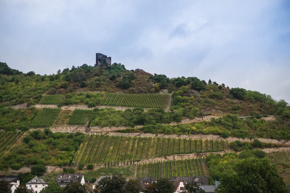 Rhein River: Vineyards cling to the slopes and a castle tower at the top of the hill