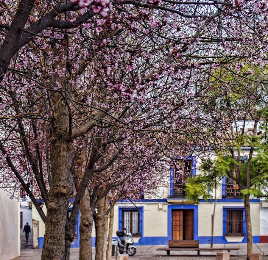 things to do in Cordoba- find blossom trees