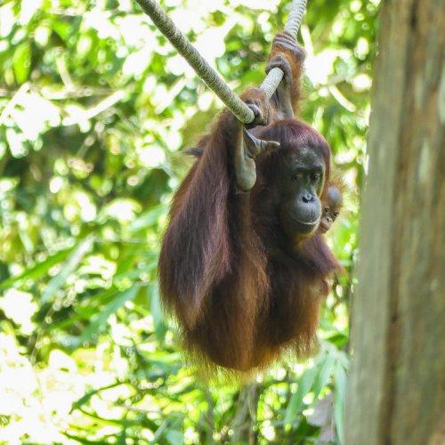 Mum+baby_Orangutans_Sepilok_Borneo_2016