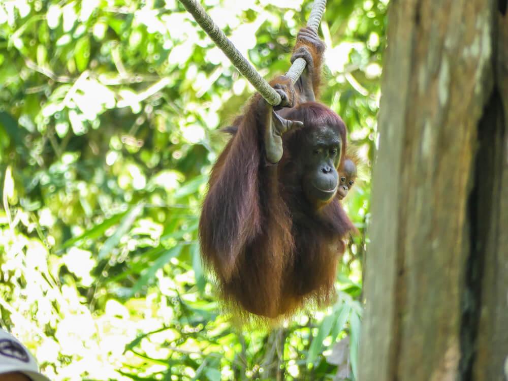 Mum+baby_Orangutans_Sepilok_Borneo_2016