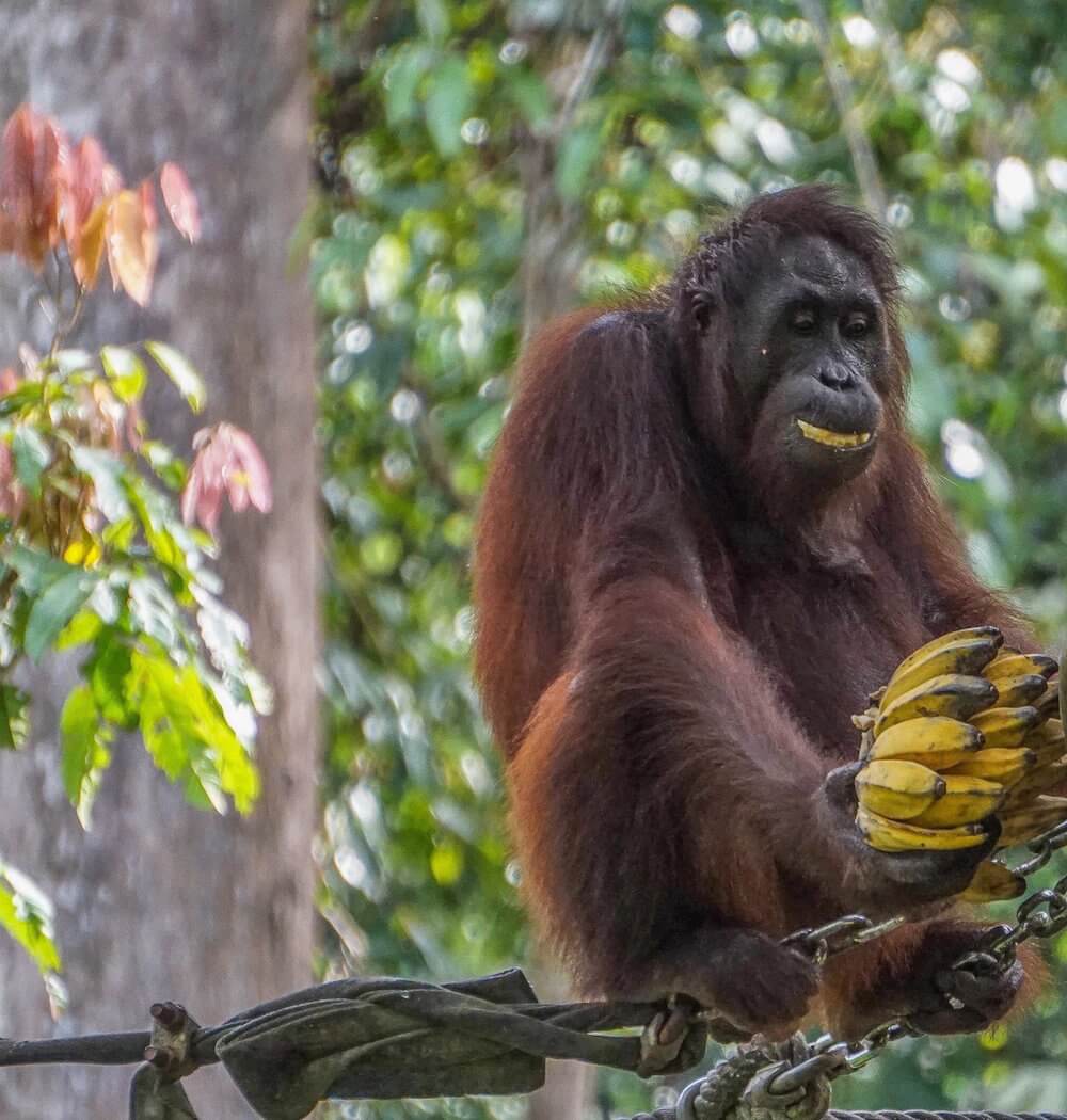 Orangutan - Sepilok