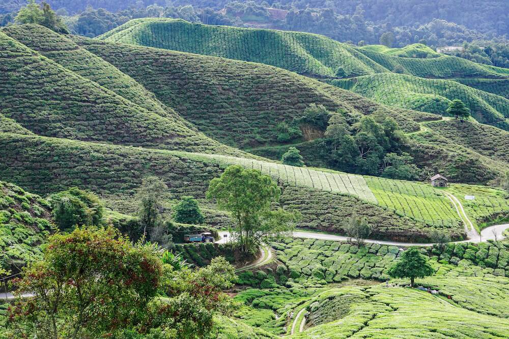 Fear of travelling: green hills of Cameron Highlands, Malaysia