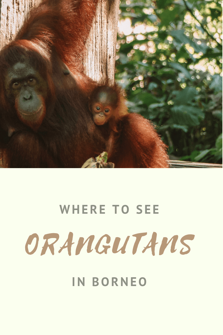 mother and baby orangutan at Sepilok in Borneo