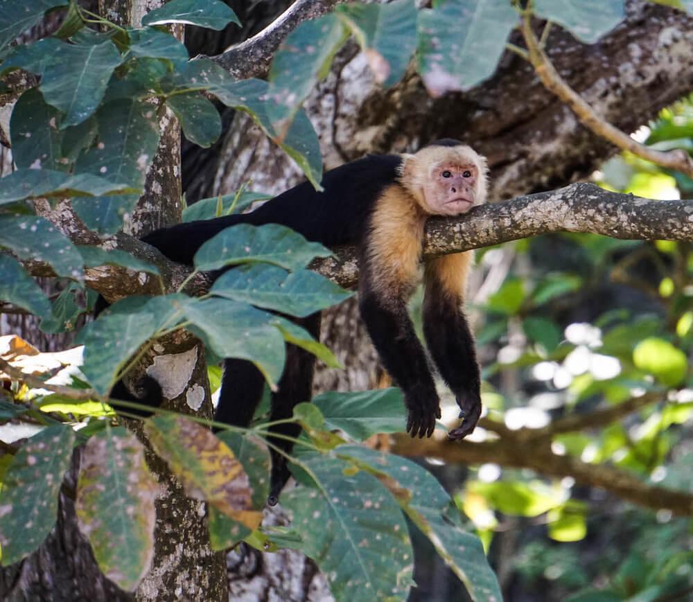 Live the questions: Capuchin monkey resting, Montezuma, Costa Rica