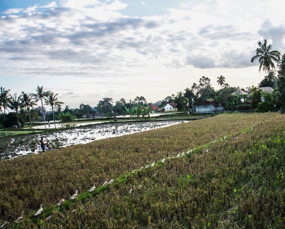 Attitude + Travel: ducks working the rice fields