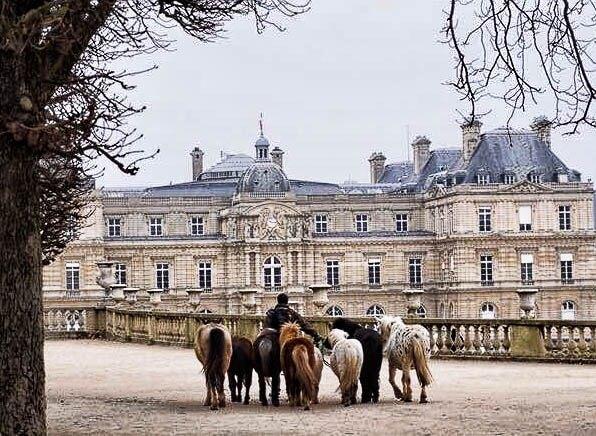 Explore Paris: the ponies arriving at the Jardin du Luxembourg 