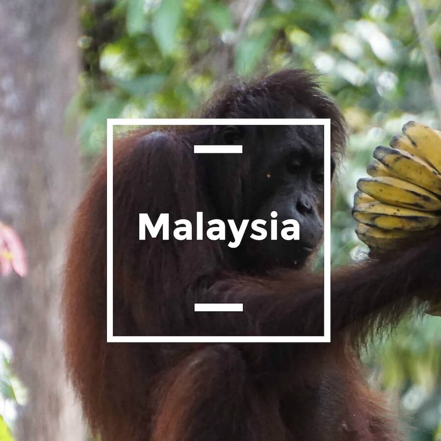Orangutan at Sepilok_Borneo_Malyasia