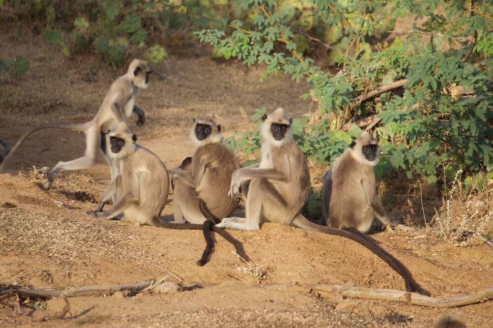4 monkeys all sitting and lined up one behind the other