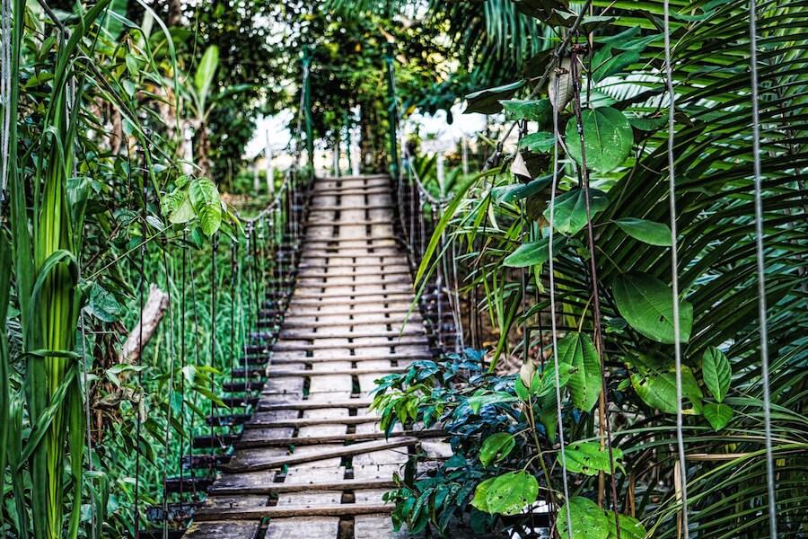 solo travel over 50: jungle bridge surrounded by lush vegetation