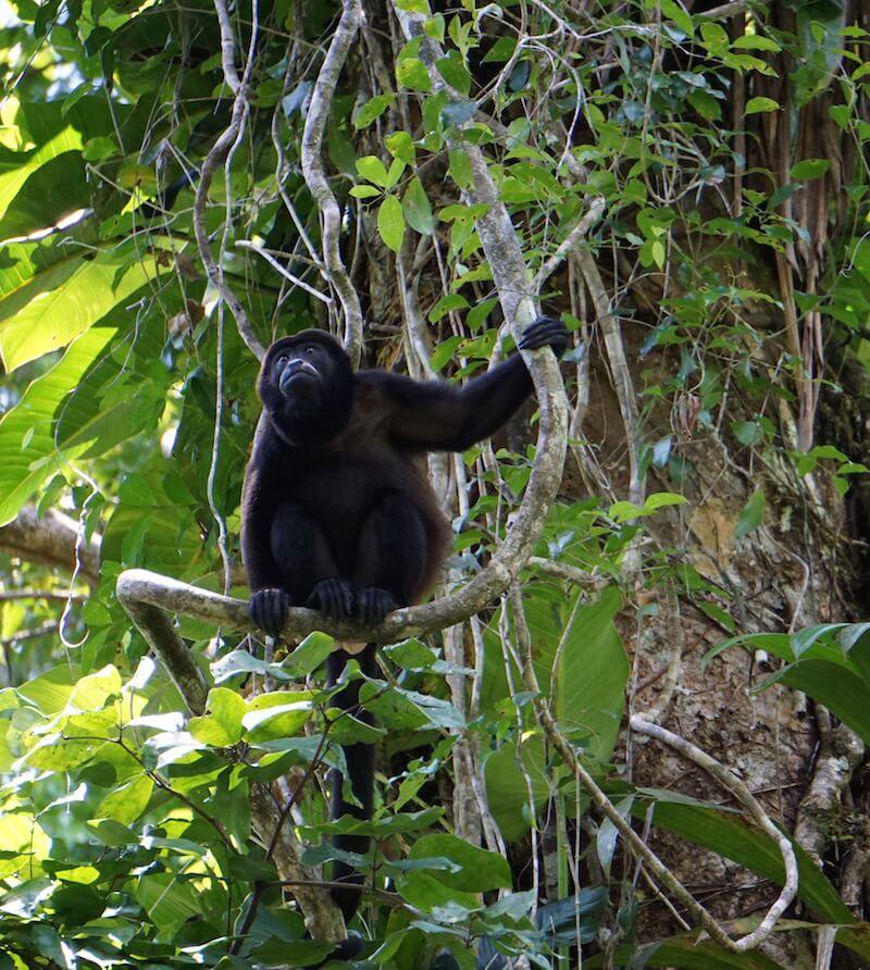 Welcome to Costa Rica: Male Howler Monkeys sitting on branch