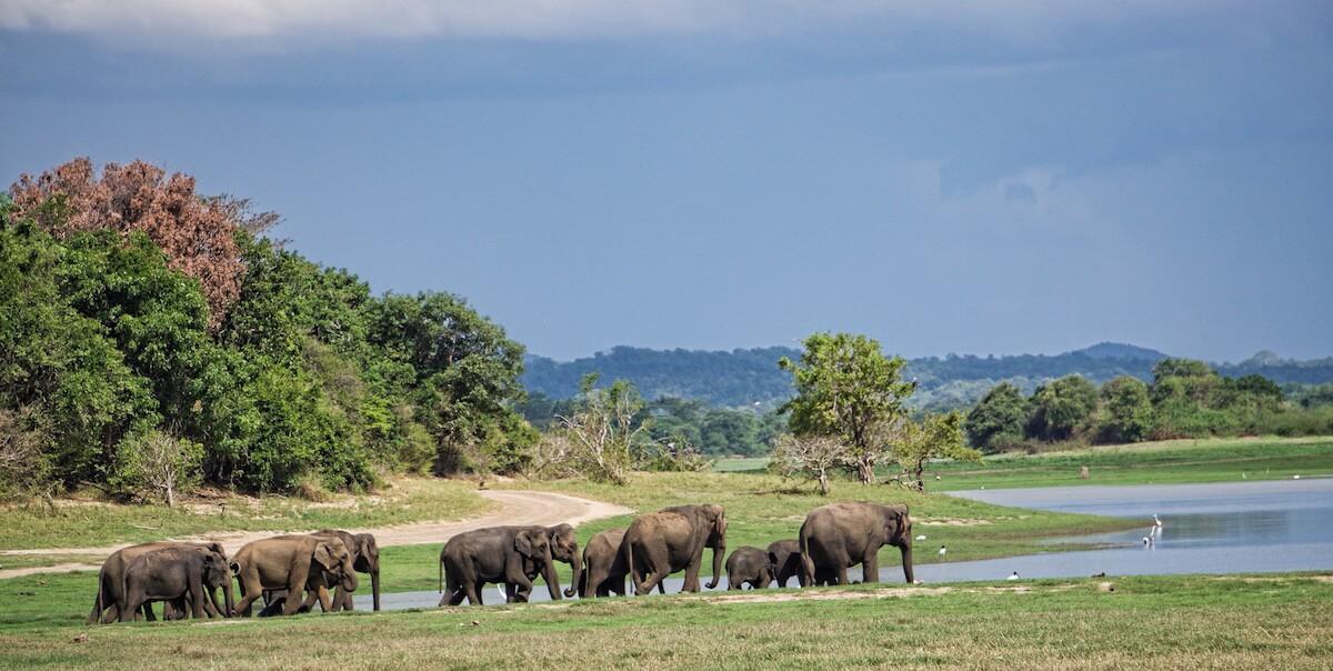 Welcome to sri lanka| elephants gather at Minnerya National Park, the herd if heading off to drink in the water