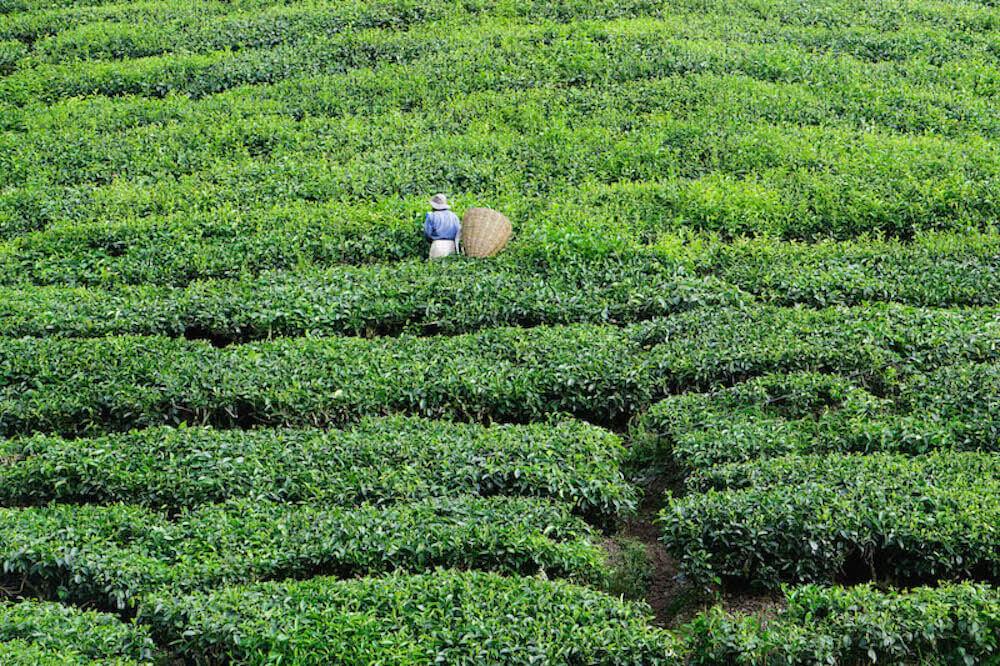 Travelling in Malaysia: green tea plants and one picker with his big basket