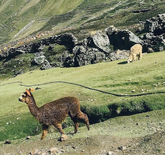 alpacas grazing in Peru
