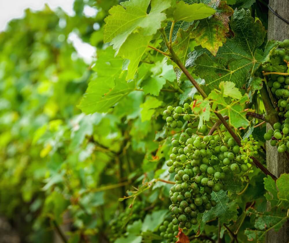 Green cabernet sauvignon grapes on the vine
