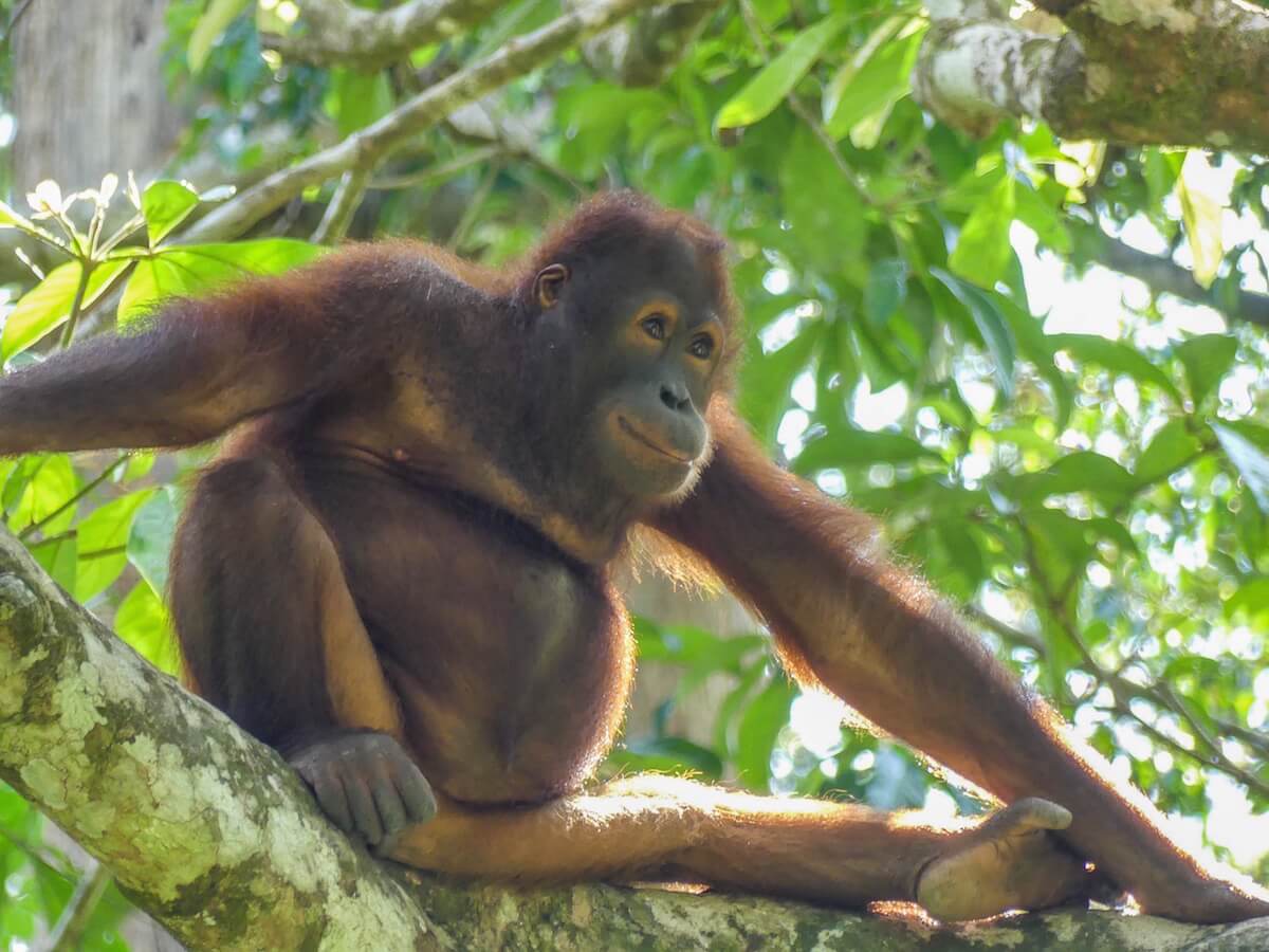Where to see orangutans in Borneo: beautiful orangutan