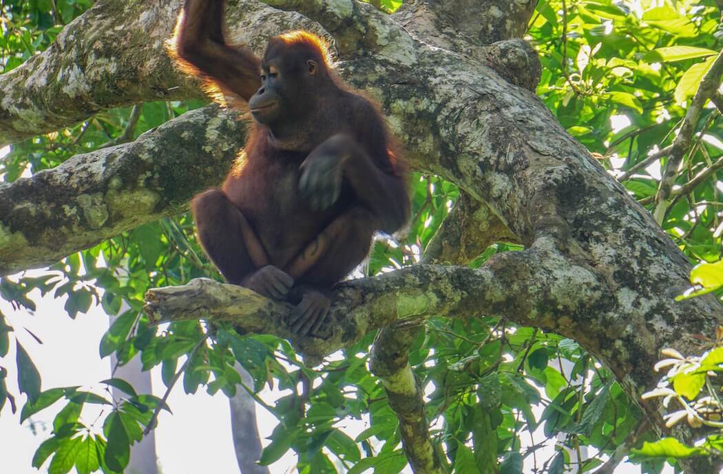 gorgeous orangutan in tree - reddish fur glistening in the sunlight